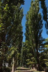 北海道大学ポプラ並木