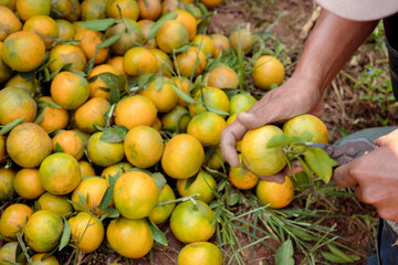 organic orange agriculture harvest plantation.