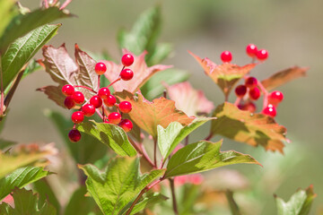 Closeup of bunches of red berries of a Guelder rose or Viburnum. Shrub on a sunny day at the end of the summer season.