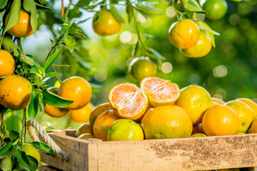 organic orange agriculture harvest plantation.