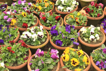 Colorful flowers in pots in Lodi gardens in New Delhi, India