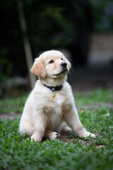 Golden retriever puppy making curious face