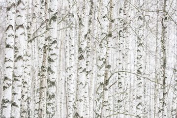 Obraz premium Forest of birch trees in a row