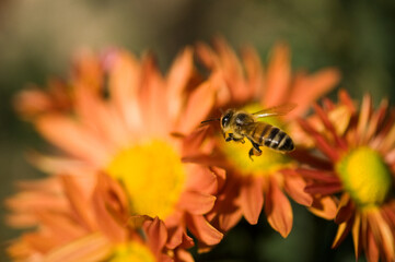 bee en route