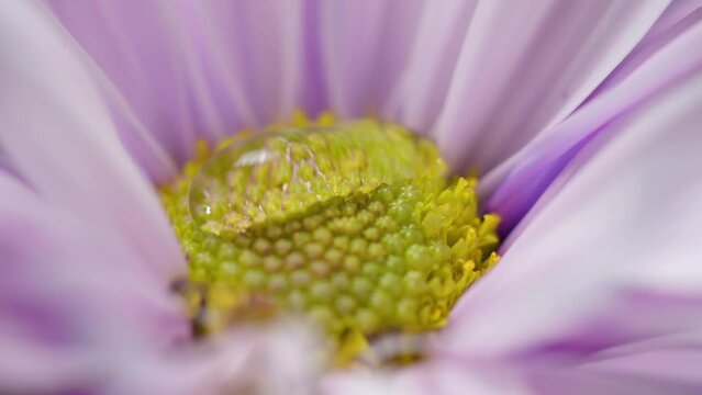 macro of a flower with water droplets