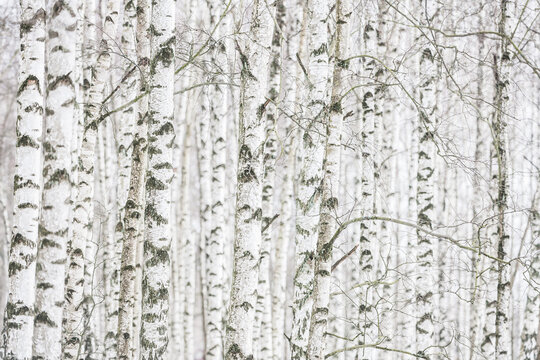 Forest of birch trees in a row