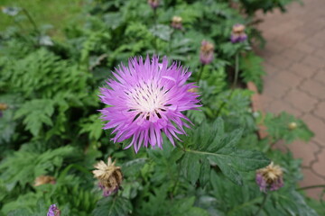 Obraz premium A flower of Centaurea dealbata in June