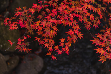 燃えるような紅葉