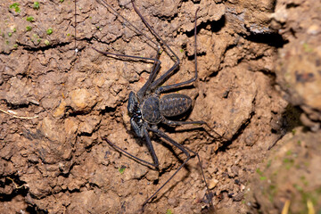 Tailless whip scorpion on a rock. Strange spider, amblypygid in Central America, Costa Rica