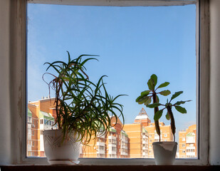 House green plants on a windowsill, with blue sky and city building seen through the window.