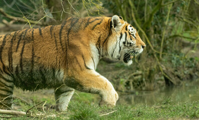 Male Siberian tiger or Amur tiger walking through its enclosure. Beautiful big cat action shot.