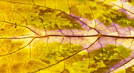 Detailed macro shot of the fibers of the dried leaf