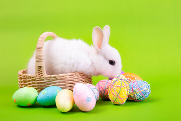 Easter bunny and eggs concept.