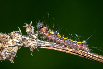 Closeup of a caterpillar of a grey dagger, Acronicta psi, moth crawling and eating