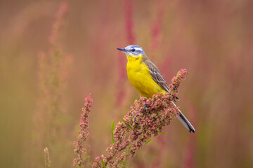Obraz premium Closeup of a male western yellow wagtail bird Motacilla flava singing