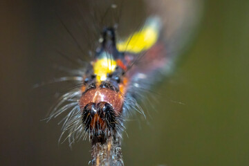Closeup of a caterpillar of a grey dagger, Acronicta psi, moth crawling and eating