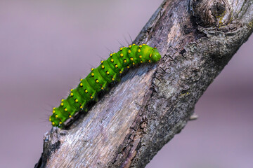 Closeup of a small emperor moth, Saturnia pavonia, caterpillar crawling and eating