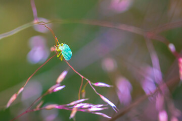green shield bug, Palomena prasina, soft focus