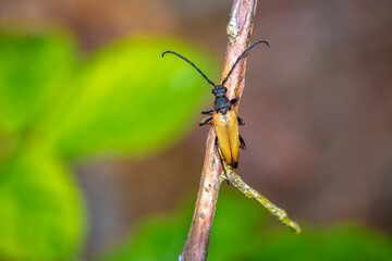 Fototapeta premium Red-brown Longhorn Beetle, Stictoleptura rubra, crawling