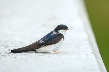 Common house martin bird, Delichon urbicum, juvenile feeding