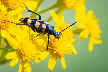 Leptura quadrifasciata, the longhorn beetle, walking yellow flowers