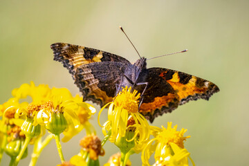 Aglais urticae small tortoiseshell butterfly isolated by nature