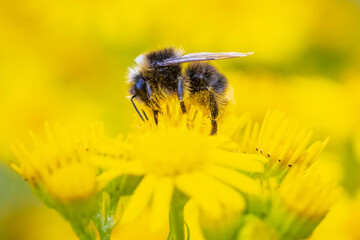Closeup of a red-tailed bumblebee, Bombus lapidarius, feeding