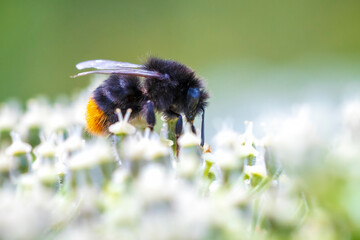Closeup of a red-tailed bumblebee, Bombus lapidarius, feeding