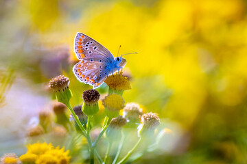 Common Blue butterfly, Polyommatus icarus, pollinating closeup