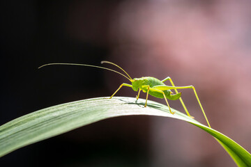 Speckled bush-cricket Leptophyes punctatissima