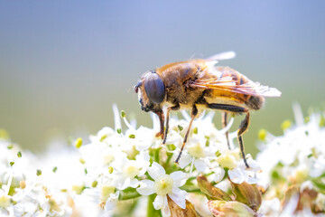 Drone fly Eristalis tenax insect in flight on a sunny day