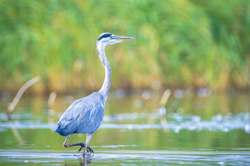 Grey heron, Ardea cinerea, hunting and fishing