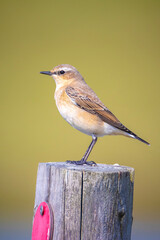 Northern wheatear bird, Oenanthe oenanthe,