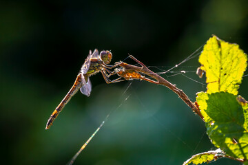 Common Darter Sympetrum striolatum female