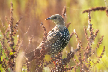 Male common starling bird Sturnus vulgaris with beautiful plumage