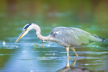 Grey heron, Ardea cinerea, hunting and fishing