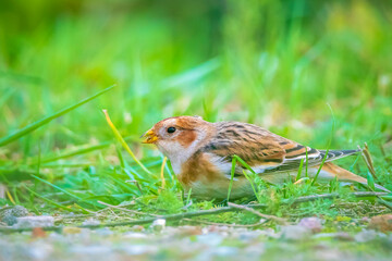 snow bunting bird, Plectrophenax nivalis foraging in grass