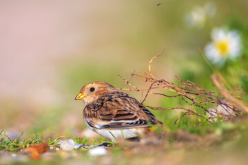 snow bunting bird, Plectrophenax nivalis foraging in grass