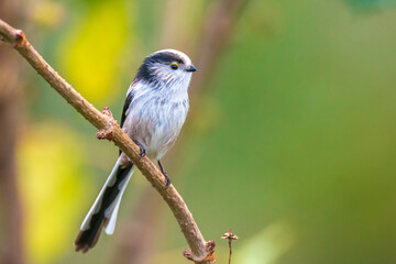Closeup of a long-tailed tit or long-tailed bushtit, Aegithalos caudatus, bird foraging in a forest
