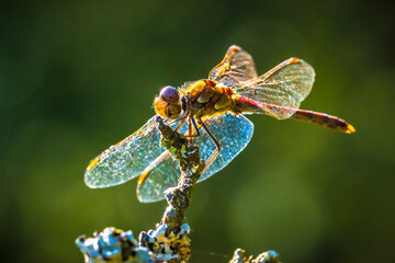 Vagrant darter male dragonfly Sympetrum vulgatum