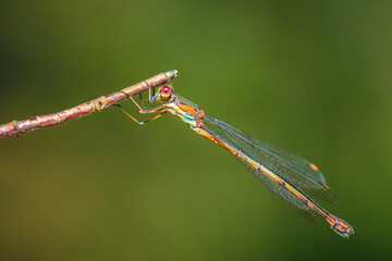 Detail closeup of a western willow emerald damselfly Chalcolestes viridis