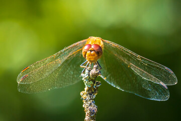 Vagrant darter male dragonfly Sympetrum vulgatum