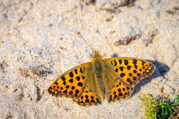 Fototapeta na wymiar Queen of spain fritillary, issoria lathonia, butterfly resting in a meadow.