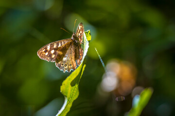 Speckled wood butterfly Pararge aegeria side view