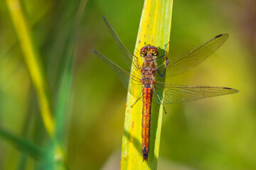 Vagrant darter male Sympetrum vulgatum