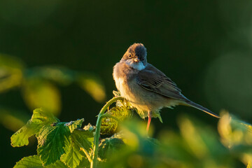 Whitethroat bird, Sylvia communis, foraging in a meadow