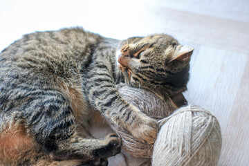 Beautiful domestic striped cat plays with knitting yarn