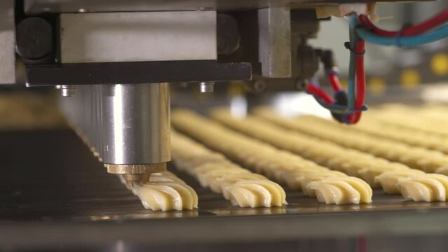 conveyor with cookies a confectionery factory