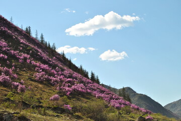 The flowering of the maralnik.  Rhododendron Ledebura. Spring. Altai cherry blossoms. Flowers.