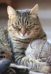 Fototapeta na wymiar Beautiful domestic striped cat plays with knitting yarn